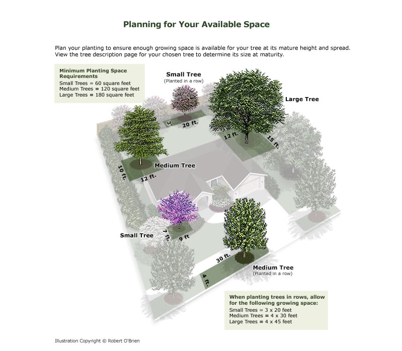 Available Space Graphic: Plan your planting to ensure enough growing space is available for your tree at its mature height and spread.