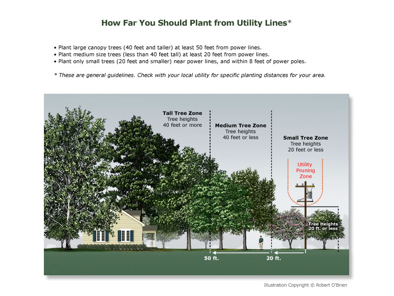 plant_near_utility_lines
