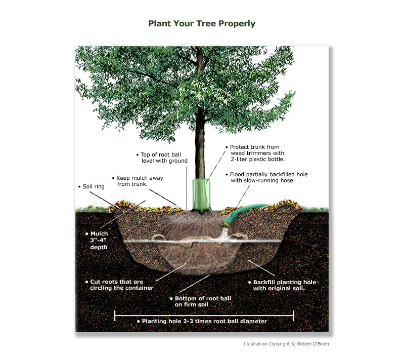 tree planting photo