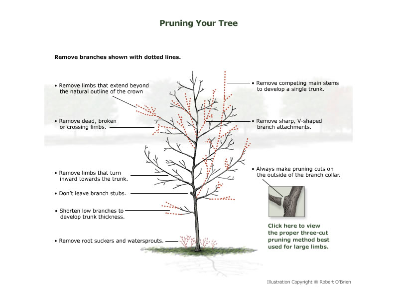 How to prune a young tree.
