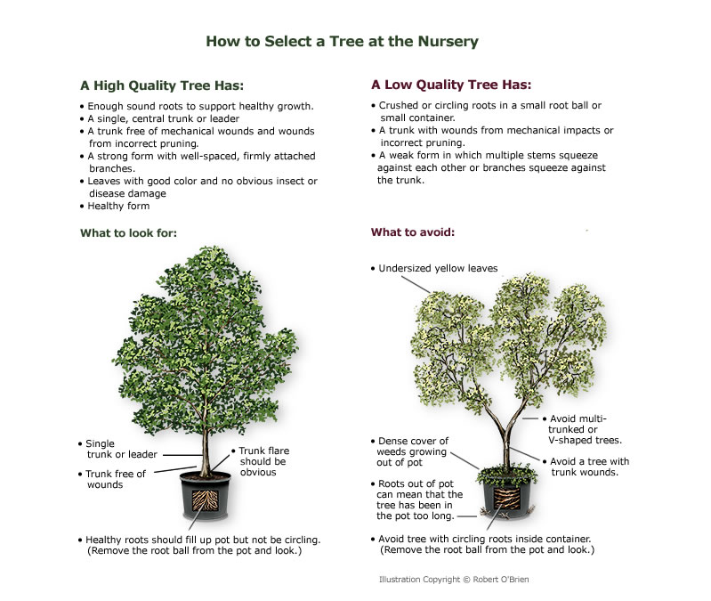 select_tree_nursery