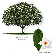 Anacahuite (Wild Olive)