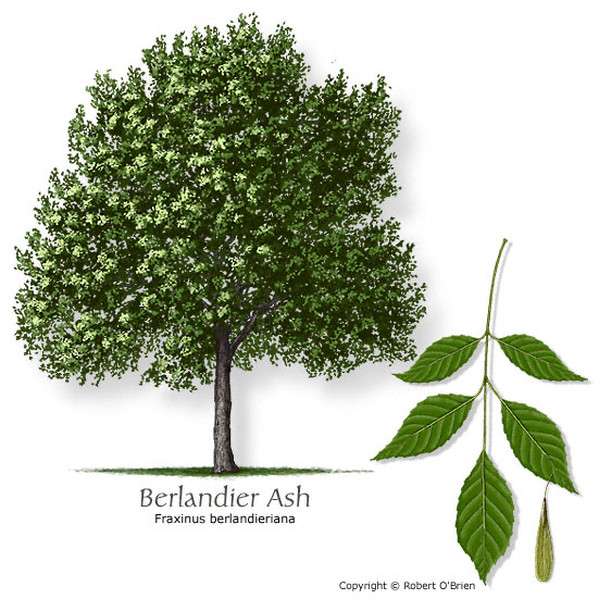 Berlandier Ash (Mexican Ash)