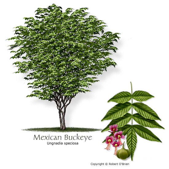 Common Name: Mexican-BUCKEYE