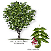 Mexican-Buckeye