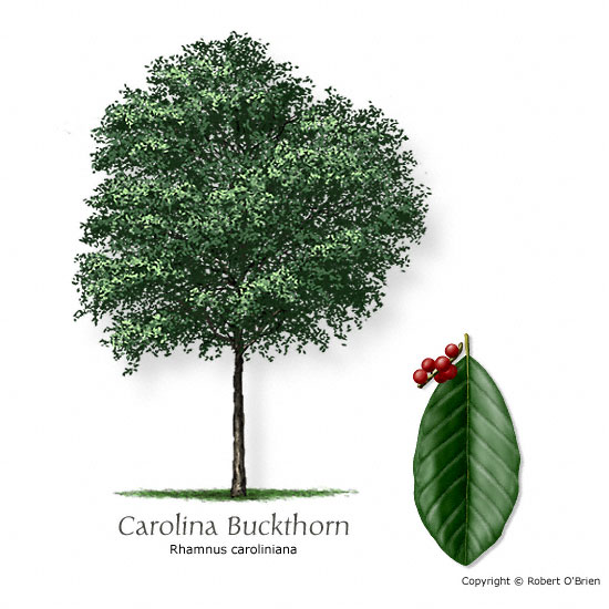 Carolina Buckthorn