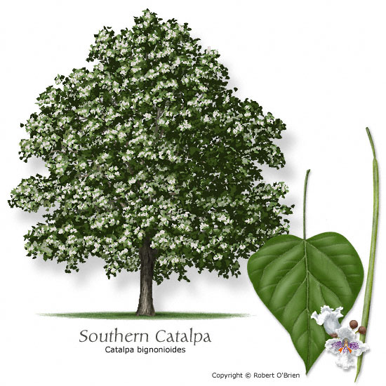 Southern Catalpa (Catawba)