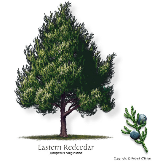 Texas Tree Selector Tree Description