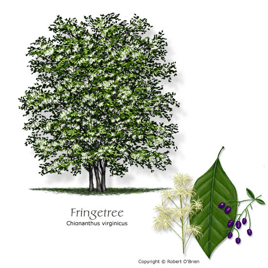 Fringetree (Grancy-Graybeard)