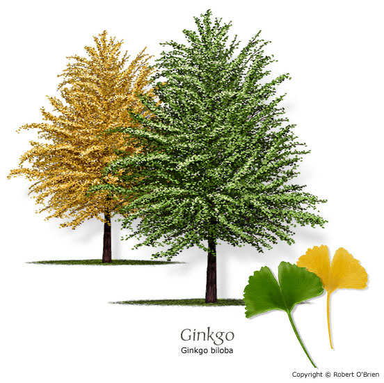 Ginkgo (Maidenhair Tree)