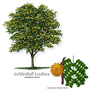 Goldenball Leadtree