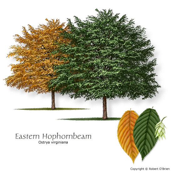 Eastern Hophornbeam (Ironwood)