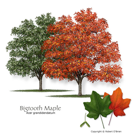 Bigtooth Maple (Canyon Maple)