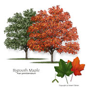 Bigtooth Maple