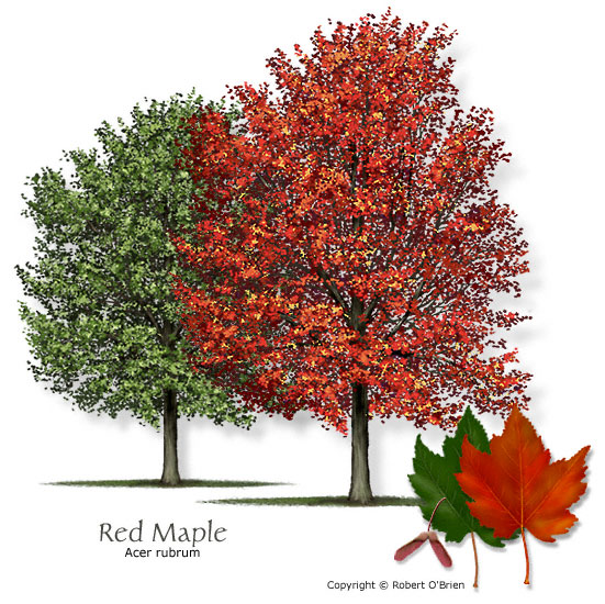 Red Maples Trees