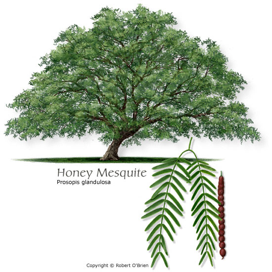 mesquite_honey.jpg