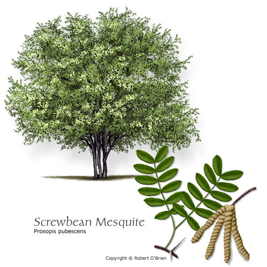 Screwbean Mesquite (Tornillo)