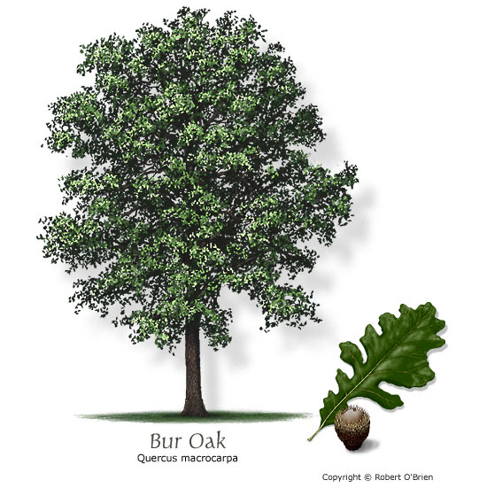 oak bur