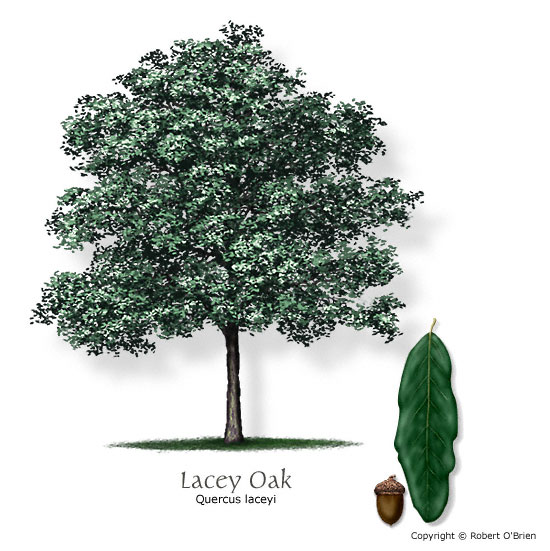 Lacey Oak (Blue Oak)