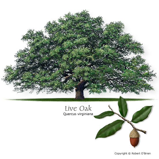 Live Oak (Encino)