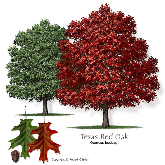 red oak outline