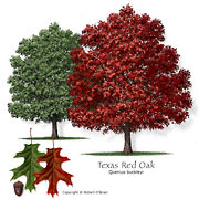 Texas Red Oak