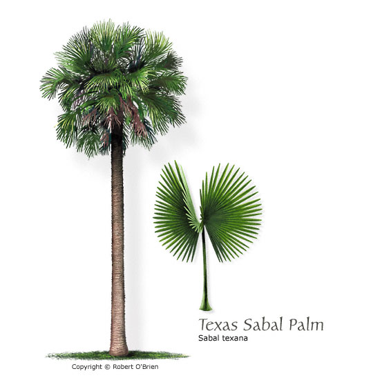 Texas Sabal Palm (Mexican Palmetto)