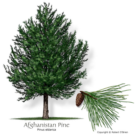 Afghan Pine (Eldarica Pine)