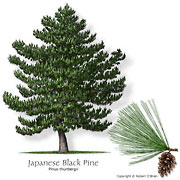 Japanese Black Pine