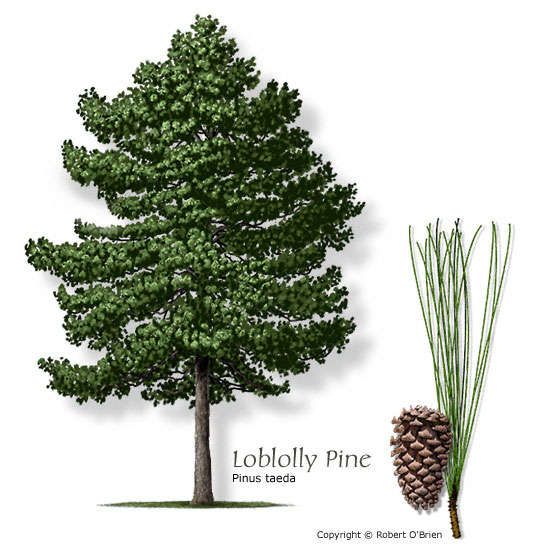 illustration of loblolly pine tree