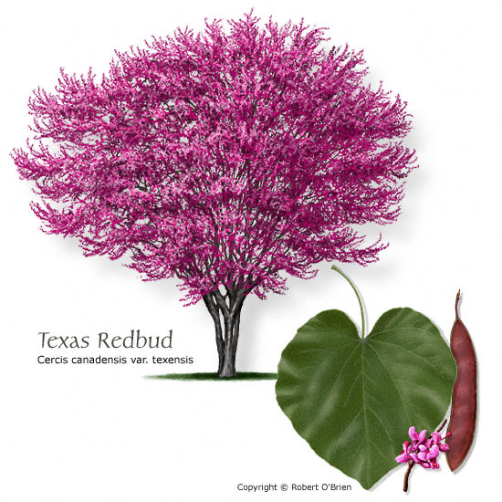 Red Bud Tree Texas - Garden Inspiration