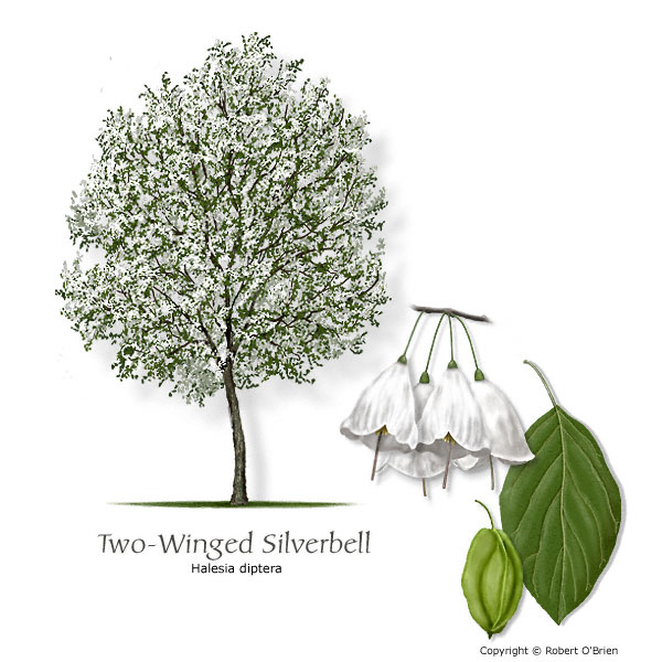 Two-winged Silverbell (Snowdrop Tree)