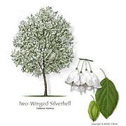 Two-winged Silverbell