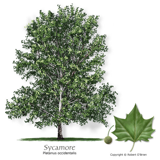 Sycamore (American Planetree)