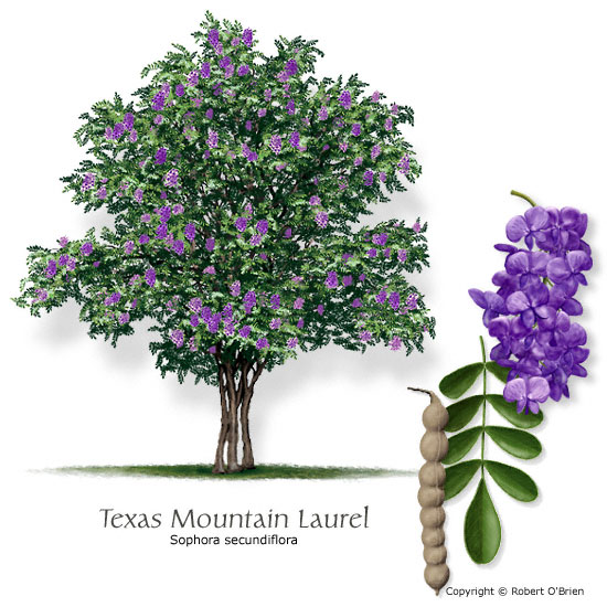 Texas Mountain-Laurel (Mescalbean)