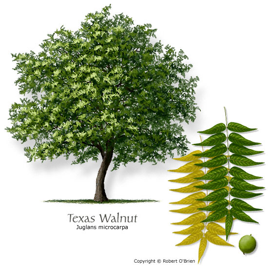 Texas Walnut (Littleleaf Walnut, Nogalito)