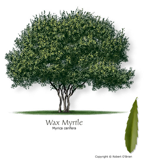 Waxmyrtle (Southern Bayberry)
