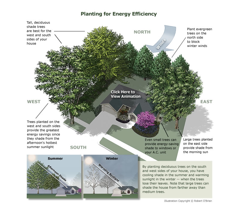 Planting for energy efficiency