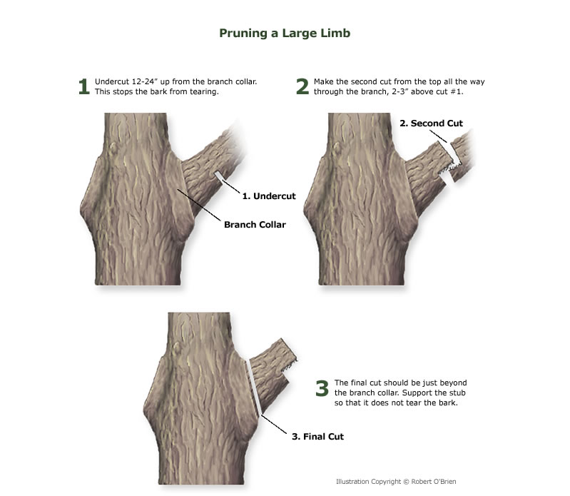 pruning_large_limb