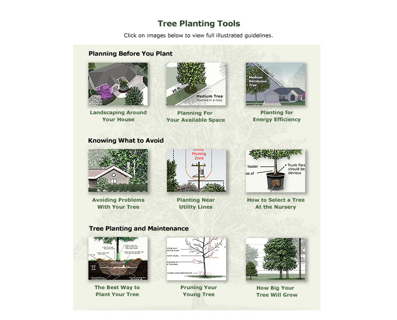 tree_planting_tools