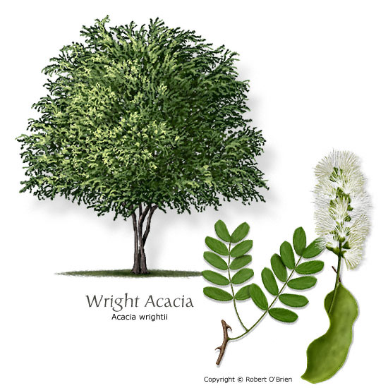 Wright acacia (Wright catclaw)