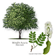 Wright acacia