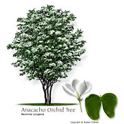 Anacacho Orchid-tree