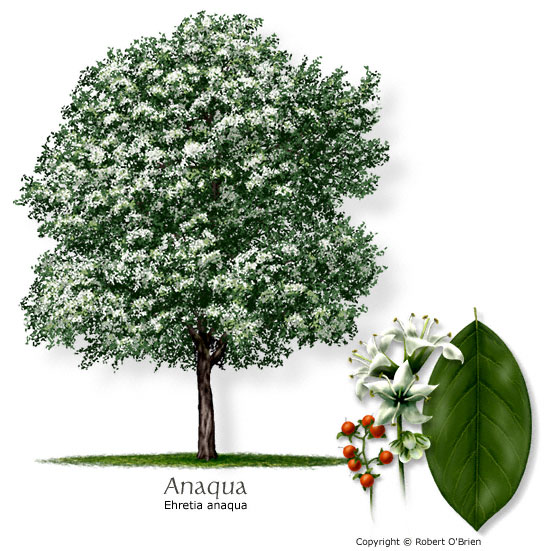 Anacua (Knockaway, Sandpaper Tree)