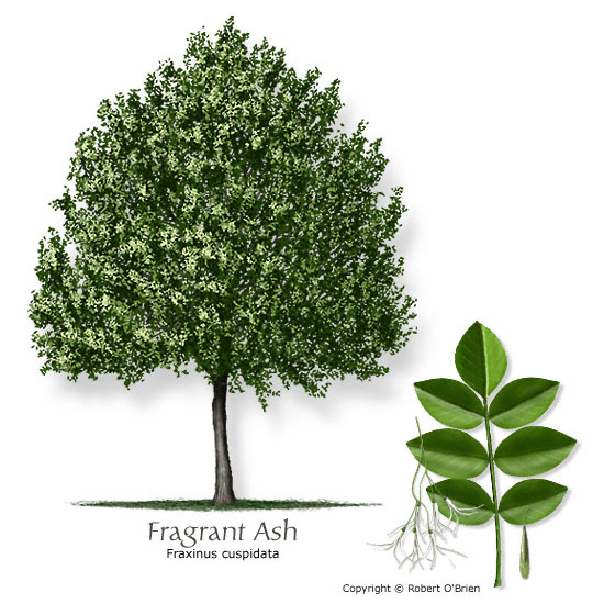 Fragrant Ash (Flowering Ash, Fresno)