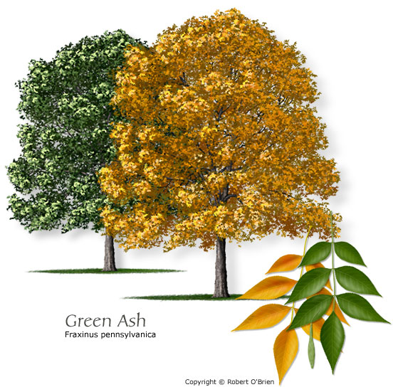 Green Ash