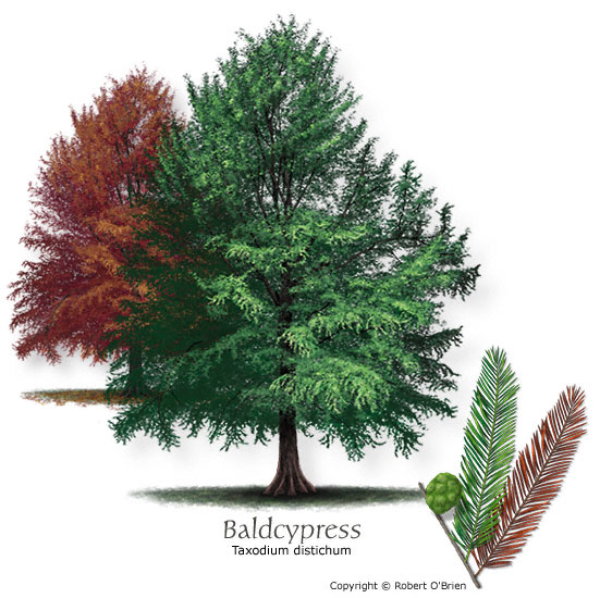 Baldcypress