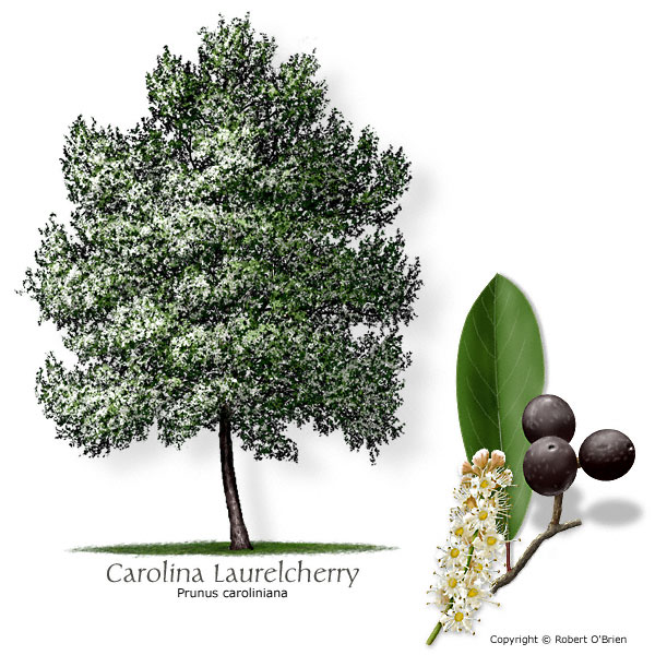 Carolina Laurelcherry (Cherry-Laurel)
