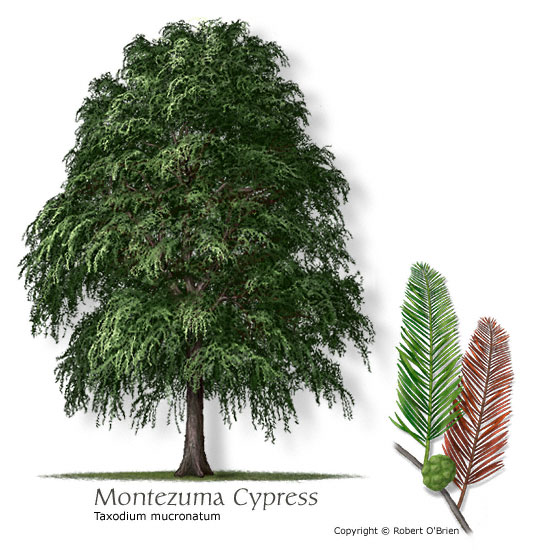 Montezuma Baldcypress (Montezuma Cypress)