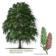 Montezuma Baldcypress